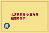 北方黄精图片(北方黄精照片展示)