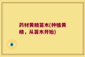 药材黄精苗木(种植黄精，从苗木开始)