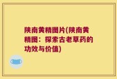 陕南黄精图片(陕南黄精图：探索古老草药的功效与价值)