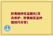 野黄精种花盆图片(花卉养护：野黄精花盆种植技巧分享)