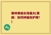 那种黄精长得最大(黄精：如何种植和护理？)