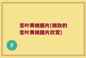 宽叶黄精图片(精致的宽叶黄精图片欣赏)
