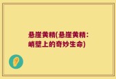 悬崖黄精(悬崖黄精：峭壁上的奇妙生命)