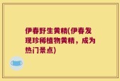 伊春野生黄精(伊春发现珍稀植物黄精，成为热门景点)