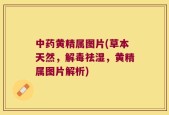中药黄精属图片(草本天然，解毒祛湿，黄精属图片解析)
