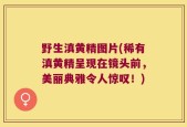 野生滇黄精图片(稀有滇黄精呈现在镜头前，美丽典雅令人惊叹！)