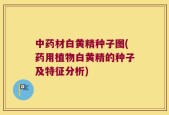 中药材白黄精种子图(药用植物白黄精的种子及特征分析)