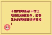 干枯的黄精苗(干枯土地遇见顽强生命，能够生长的黄精苗惊艳亮相)