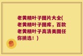 老黄精叶子图片大全(老黄精叶子图库，百款老黄精叶子高清美图任你挑选！)