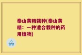 泰山黄精栽种(泰山黄精：一种适合栽种的药用植物)