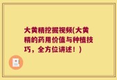 大黄精挖掘视频(大黄精的药用价值与种植技巧，全方位讲述！)