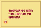 云南野生黄精今日收购行情(云南今日野生黄精现购买价)
