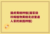 国虎黄精种植(国家级珍稀植物黄精走进普通人家的田园种植)