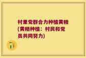 村里党群合力种植黄精(黄精种植：村民和党员共同努力)