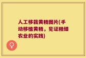 人工移栽黄精图片(手动移植黄精，见证精细农业的实践)
