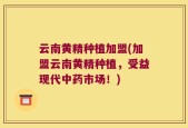 云南黄精种植加盟(加盟云南黄精种植，受益现代中药市场！)
