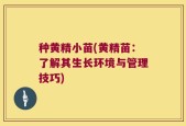 种黄精小苗(黄精苗：了解其生长环境与管理技巧)