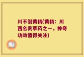 川不倒黄精(黄精：川西名贵草药之一，神奇功效值得关注)