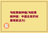 旬阳黄精种植(旬阳黄精种植：中国古老药材展现新活力)