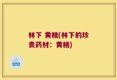 林下 黄精(林下的珍贵药材：黄精)