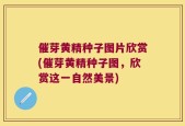催芽黄精种子图片欣赏(催芽黄精种子图，欣赏这一自然美景)