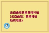 云南曲靖黄精黄精种植(云南曲靖：黄精种植助农增收)