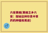 六安黄精(黄精之乡六安：探秘这种珍贵中草药的种植和用途)