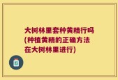 大树林里套种黄精行吗(种植黄精的正确方法在大树林里进行)