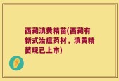 西藏滇黄精苗(西藏有新式治瘟药材，滇黄精苗现已上市)