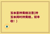 玉米套种黄精注意(种玉米同时种黄精，双丰收！)