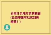 云南什么地方卖黄精苗(云南哪里可以买到黄精苗？)