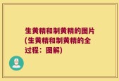 生黄精和制黄精的图片(生黄精和制黄精的全过程：图解)