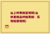 山上种黄精苗视频(山林里精品种植黄精：实地拍摄视频)