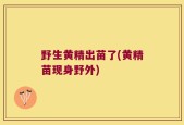 野生黄精出苗了(黄精苗现身野外)
