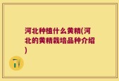 河北种植什么黄精(河北的黄精栽培品种介绍)