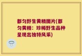 都匀野生黄精图片(都匀黄精：珍稀野生品种呈现出独特风采)