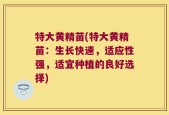 特大黄精苗(特大黄精苗：生长快速，适应性强，适宜种植的良好选择)
