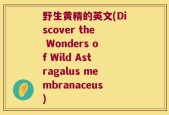 野生黄精的英文(Discover the Wonders of Wild Astragalus membranaceus)