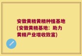 安徽黄精黄精种植基地(安徽黄精基地：助力黄精产业增收致富)