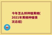 今年怎么样种植黄精(2021年黄精种植情况总结)