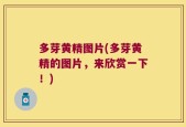 多芽黄精图片(多芽黄精的图片，来欣赏一下！)