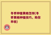 冬季种植黄精怎样(冬季黄精种植技巧，助你丰收)
