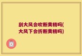 刮大风会吹断黄精吗(大风下会折断黄精吗)