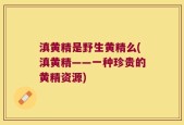 滇黄精是野生黄精么(滇黄精——一种珍贵的黄精资源)