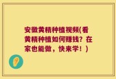 安徽黄精种植视频(看黄精种植如何赚钱？在家也能做，快来学！)