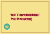 太阳下山收黄精黄精在夕阳中等待收割)