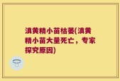 滇黄精小苗枯萎(滇黄精小苗大量死亡，专家探究原因)