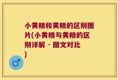 小黄精和黄精的区别图片(小黄精与黄精的区别详解 - 图文对比)