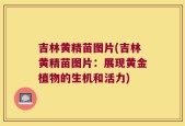 吉林黄精苗图片(吉林黄精苗图片：展现黄金植物的生机和活力)