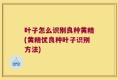 叶子怎么识别良种黄精(黄精优良种叶子识别方法)